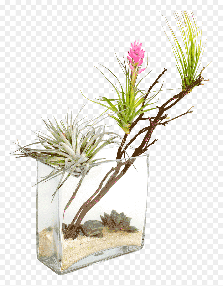Desert Oasis Png - Arid Plants Png, Transparent Png - oasis png