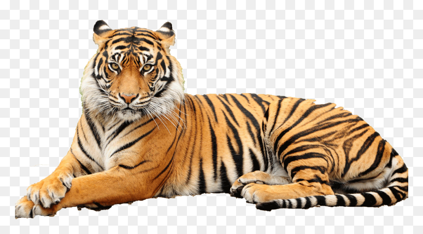 Tiger Hd Png Transparent Tiger Hd Images, Png Download - tigers png