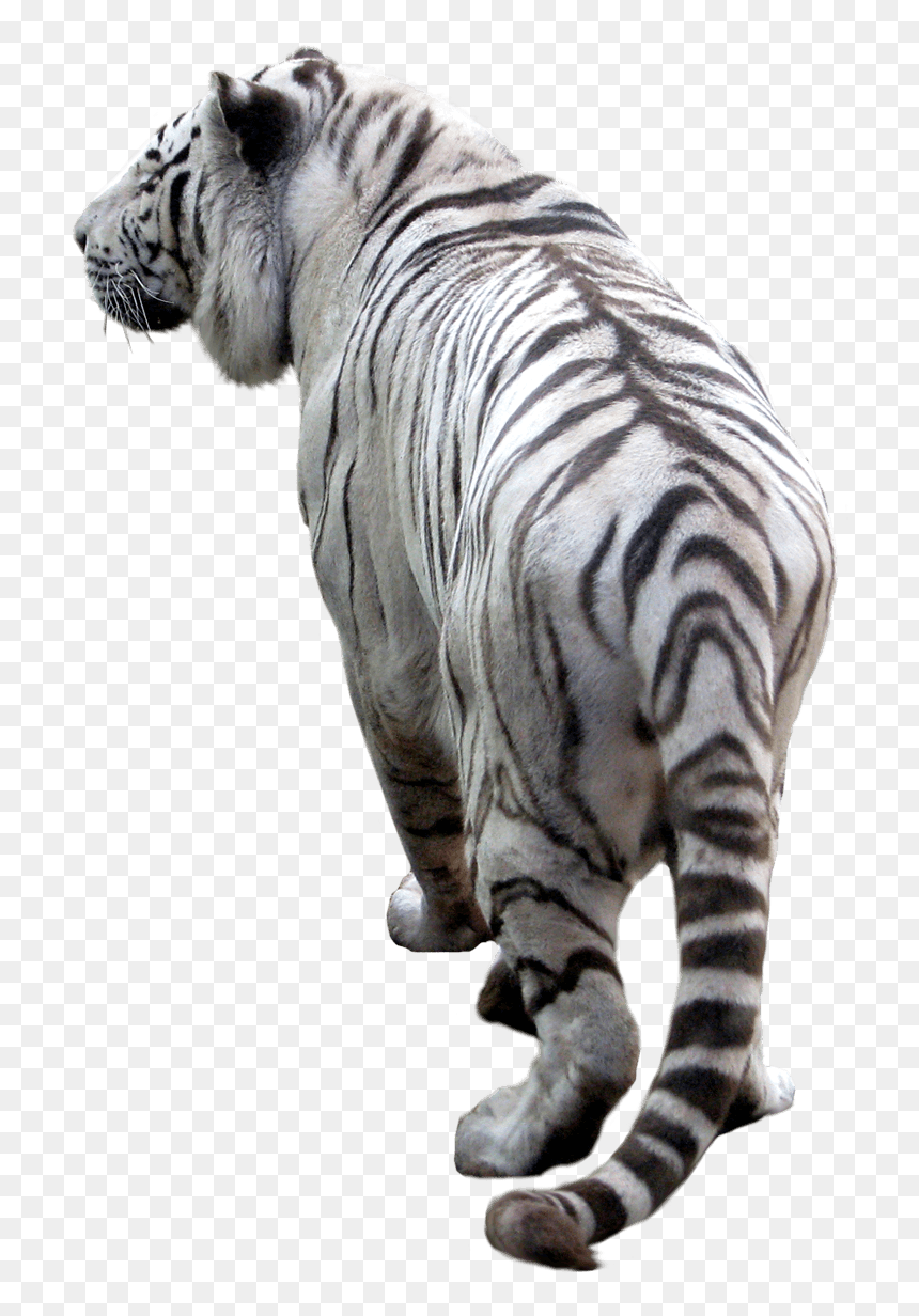 Tiger Png Image Download Tigers Png Image - Transparent Background Tigers Png, Png Download - tigers png