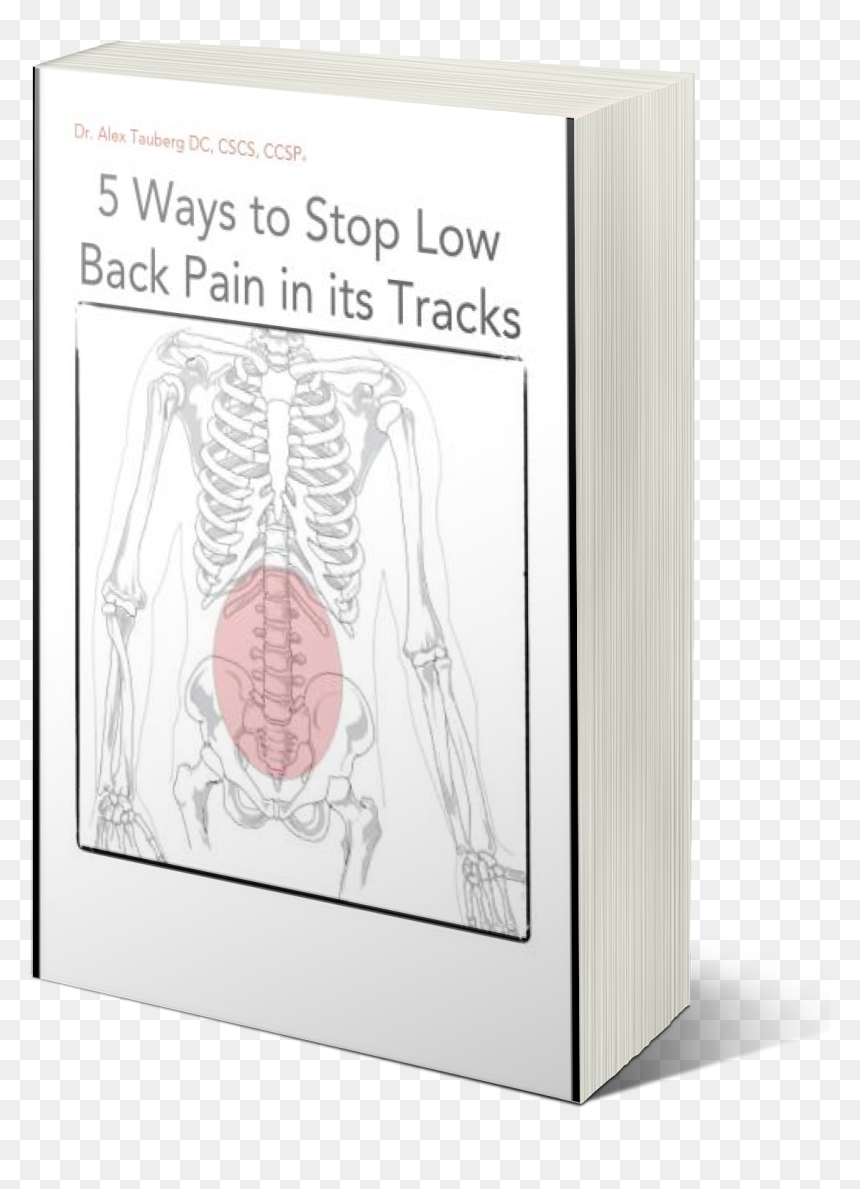 Low Back Pain Ebook - Illustration, HD Png Download - skeleton.png