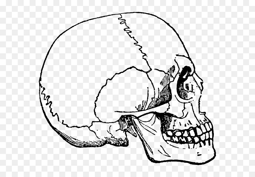Human Skulls And Skeleton Png - Lidska Lebka Lebka Obrázky, Transparent Png - skeleton.png