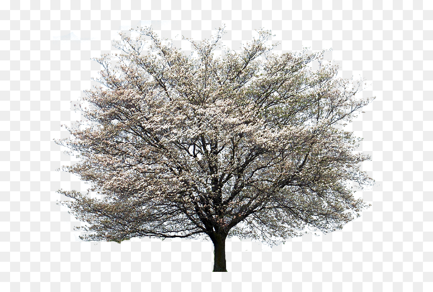 Thumb Image - Dogwood Png, Transparent Png - dogwood png