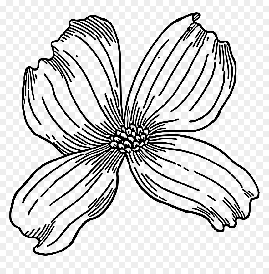 Dogwood Clip Arts - Dogwood Clip Art, HD Png Download - dogwood png