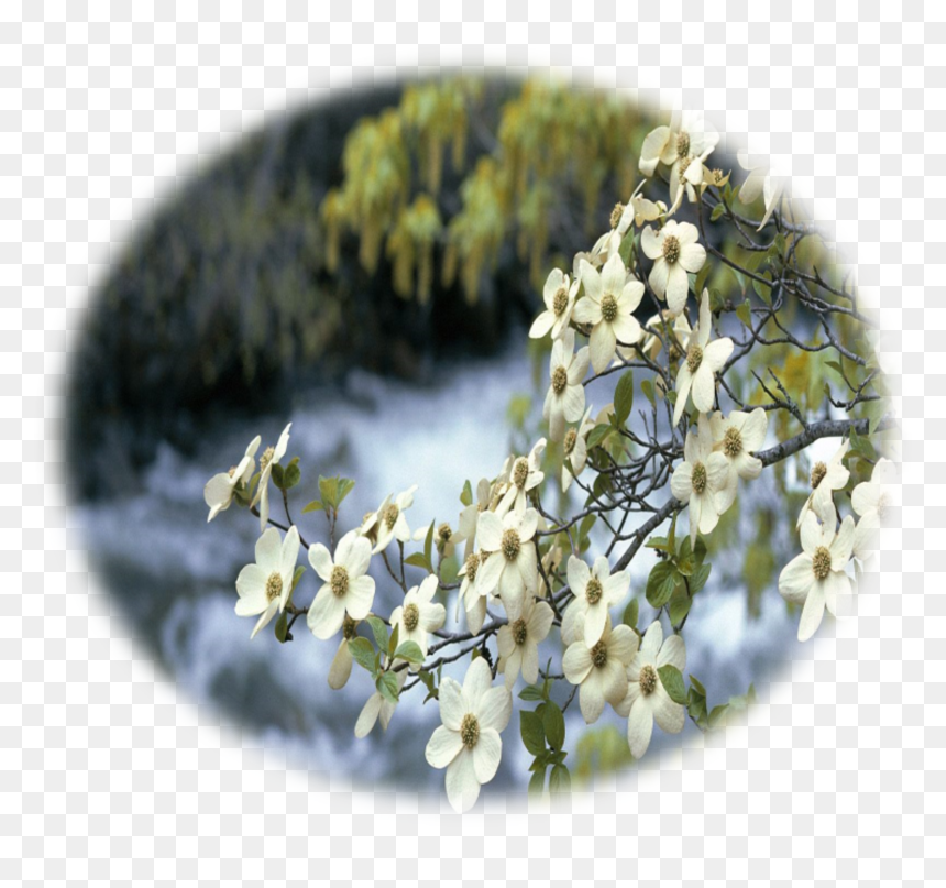 Flowering Dogwood , Png Download - Dogwood Tree, Transparent Png - dogwood png