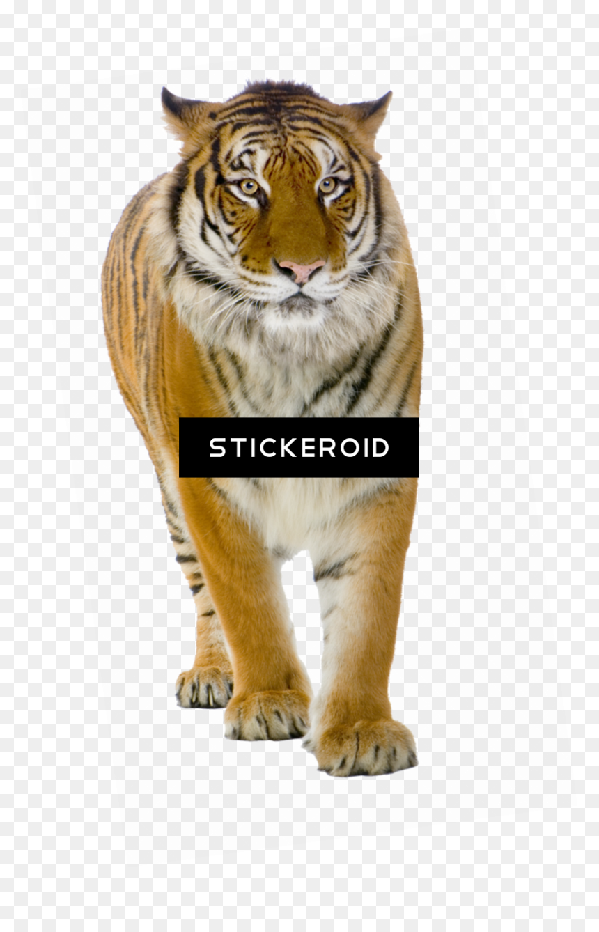 Tiger Front View , Png Download - Png Background Photo Tiger, Transparent Png - tigers png