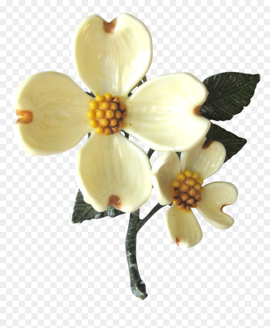 Flower Transparent Dogwood - Dogwood Flower Transparent, HD Png Download - dogwood png