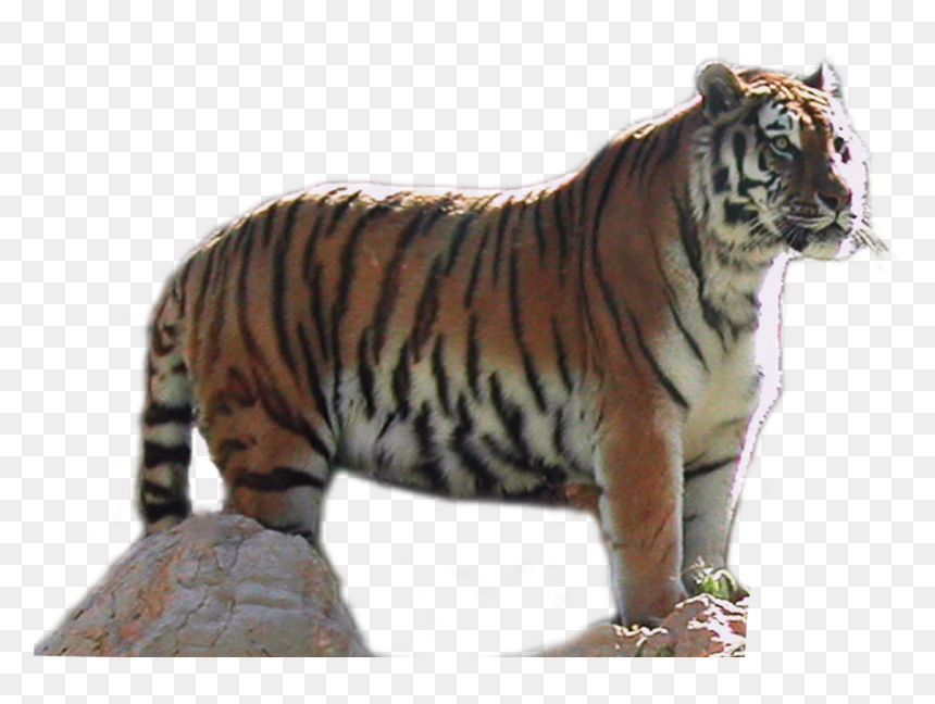 Portable Network Graphics, HD Png Download - tigers png