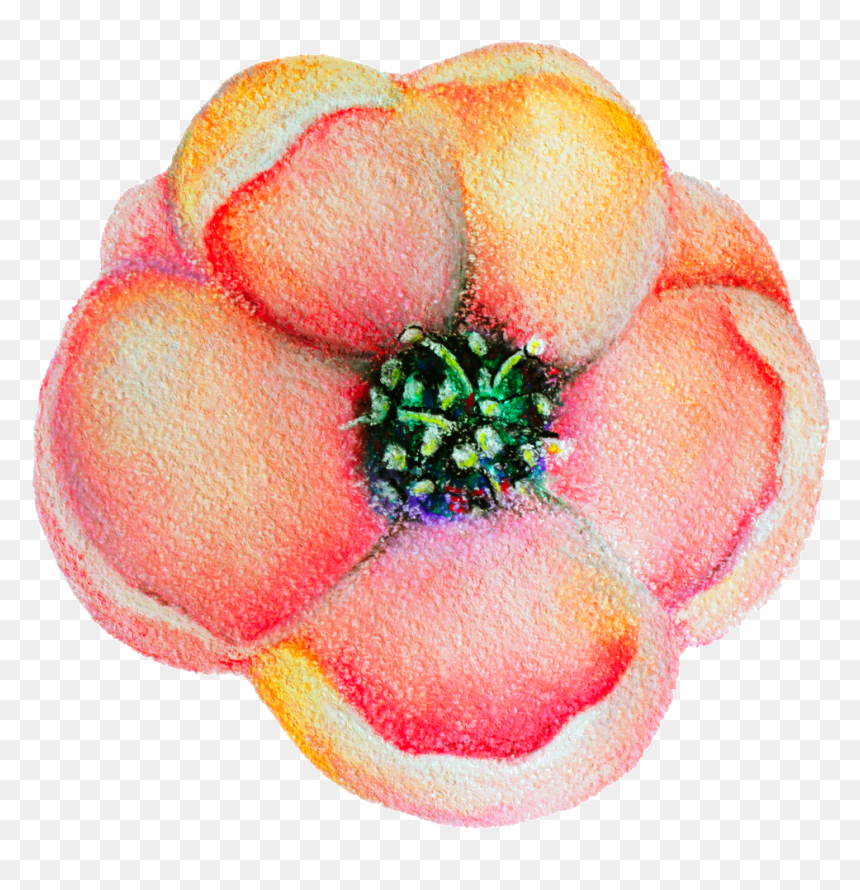 Spring Flower Bloom Decoration Vector This Backgrounds - Blooming Spring Flower Png, Transparent Png - dogwood png