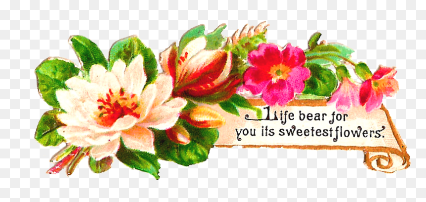 August Roses Watercolor Clip Art, HD Png Download - dogwood png