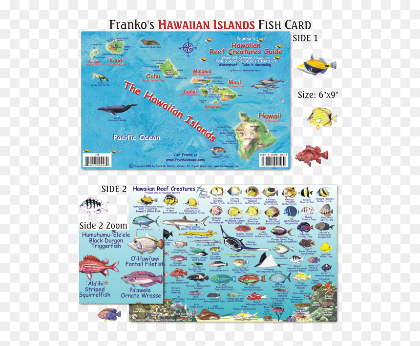Hawaiian Reef Fish, HD Png Download - hawaiian islands png