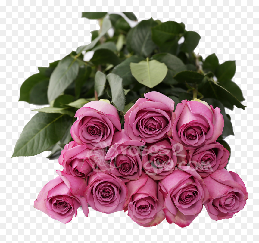 Transparent Lavender Flowers Png - Floribunda, Png Download - lavender flowers png