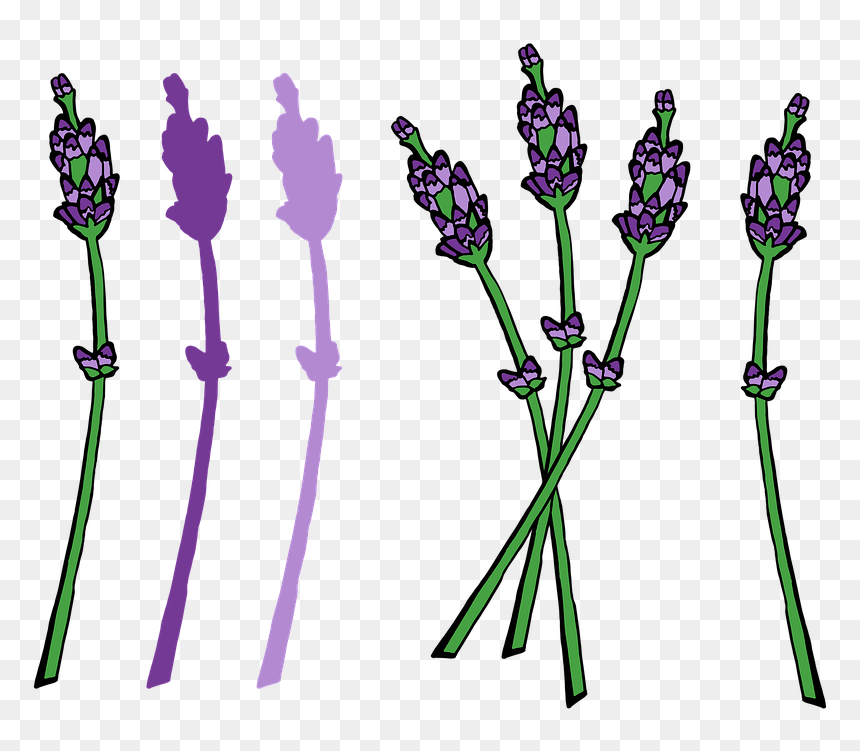 French Lavender, HD Png Download - lavender flowers png