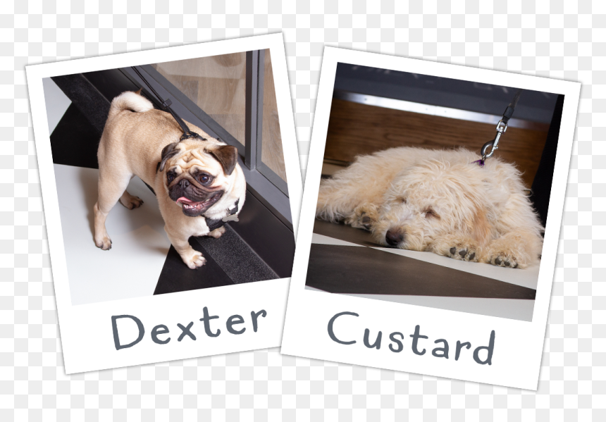 Dexter And Custard - Labradoodle, HD Png Download - dogwood png