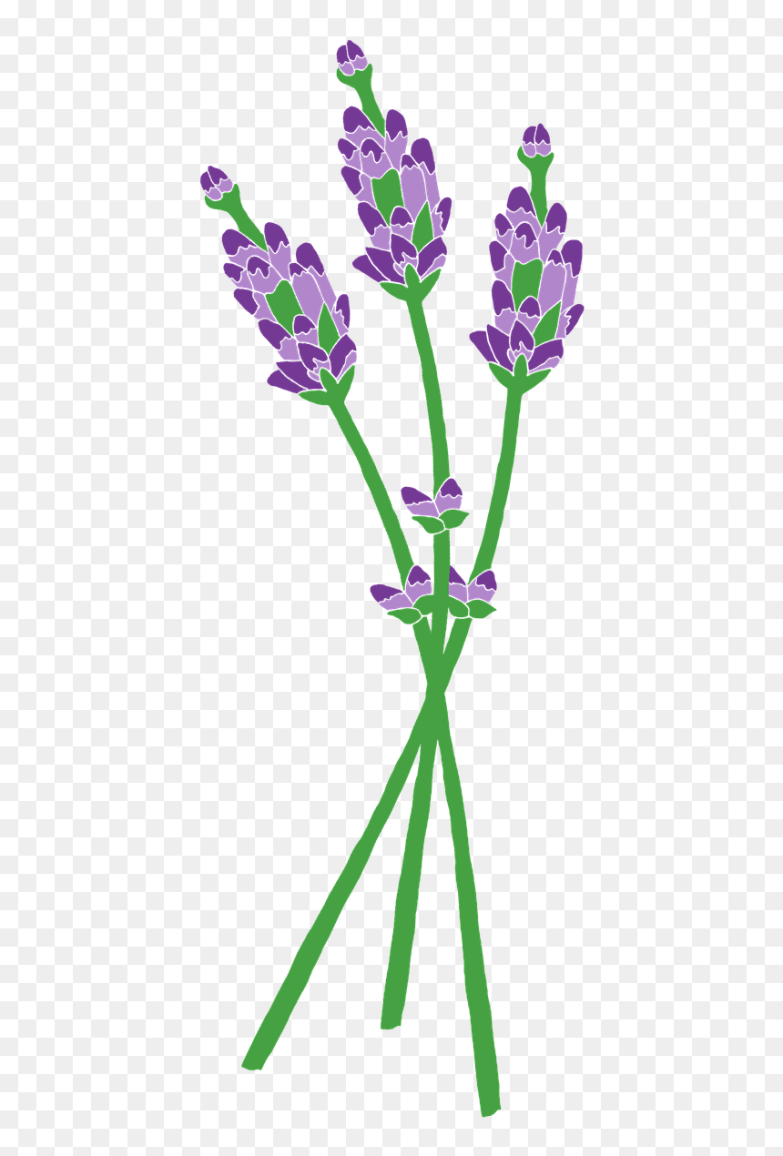 Clip Art, HD Png Download - lavender flowers png