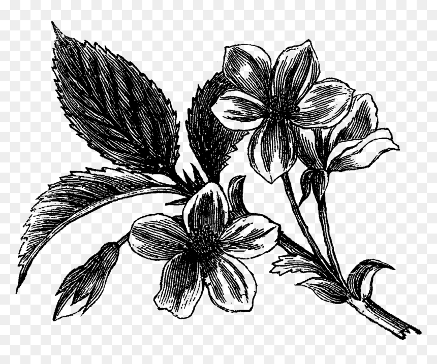 Artes Visuales De Flores, HD Png Download - dogwood png