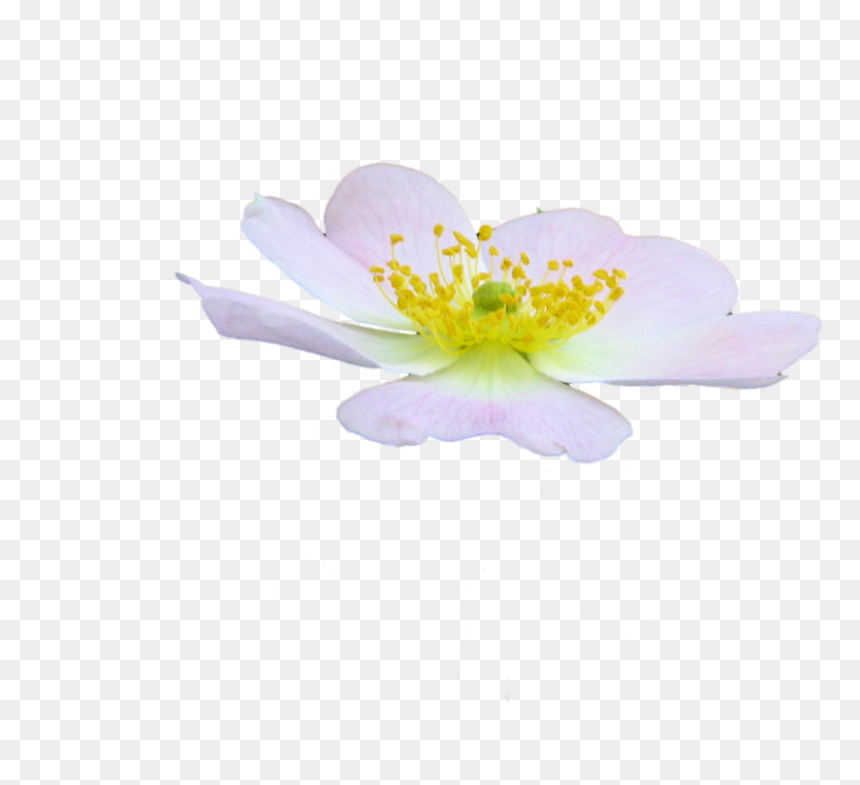 Cute Flower Png By Spooky Dream-d47jhc0 - Rosa Rubiginosa, Transparent Png - cute flower png