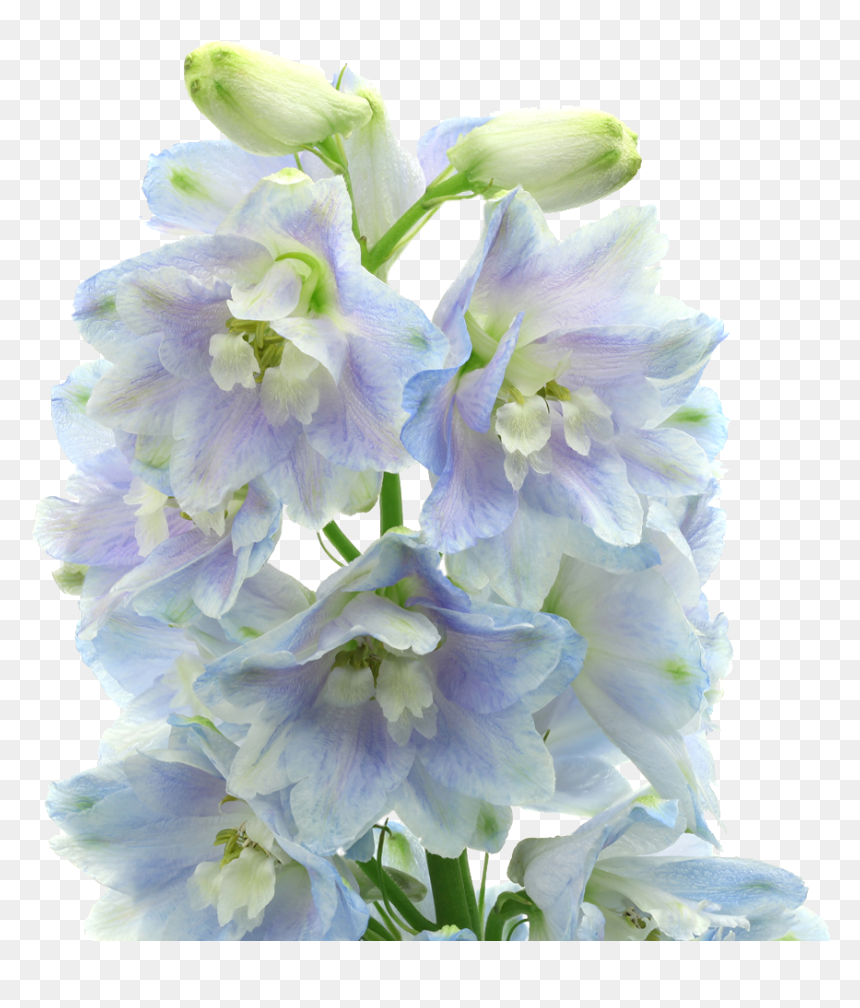 Bouquet, HD Png Download - lavender flowers png