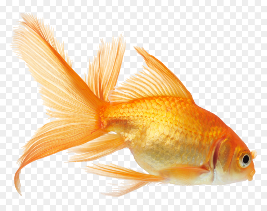 Aquarium Golden Fish Png, Transparent Png - rouge png