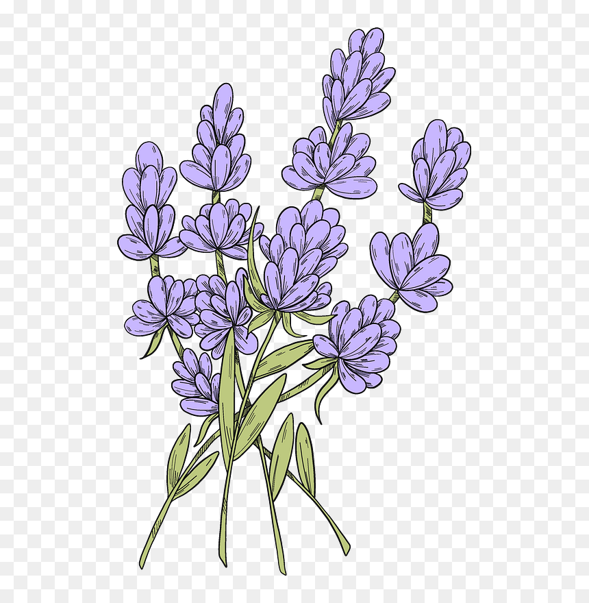 Lavender Clipart - Gilliflower, HD Png Download - lavender flowers png