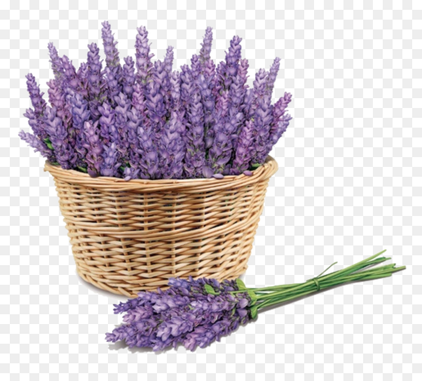 Ftestickers Basket Flowers Lavender - Lavender Basket, HD Png Download - lavender flowers png