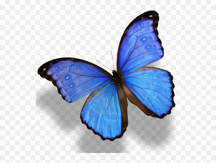 Butterfly Monarch Amathonte Menelaus Morpho Png Image - Morpho Butterfly Png, Transparent Png - monarch png