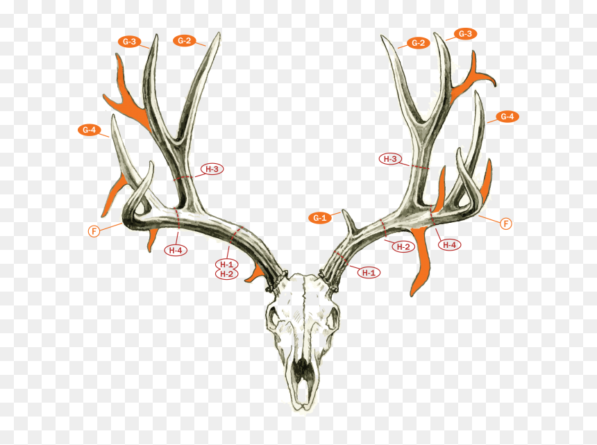Fj-muledeerdrawing - Count Points On A Deer, HD Png Download - deer horns png