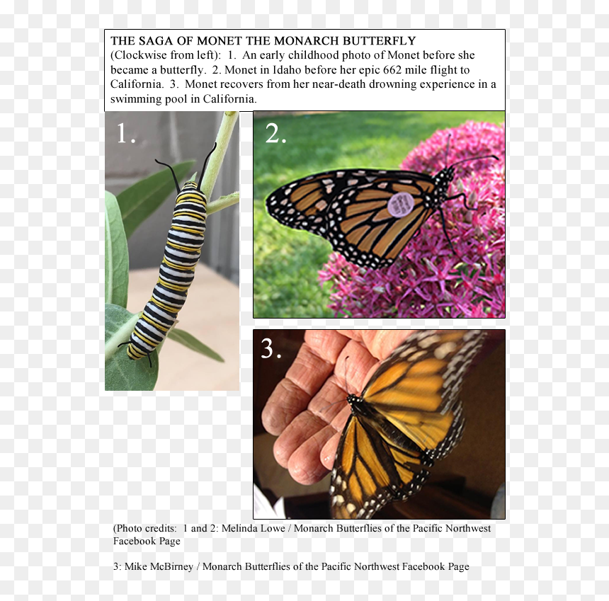 Monet Is The First Idaho Monarch In My Study To Be - Monarch Butterfly, HD Png Download - monarch png