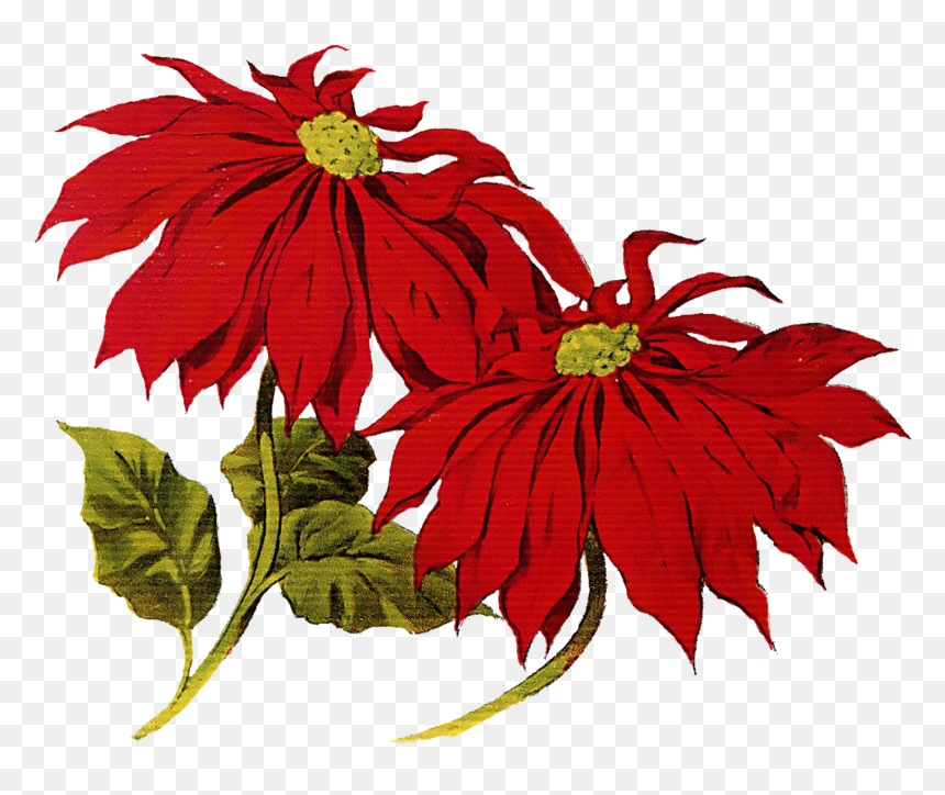 Transparent Christmas Flower Png - Vintage Poinsettia Clipart, Png Download - vintage christmas png
