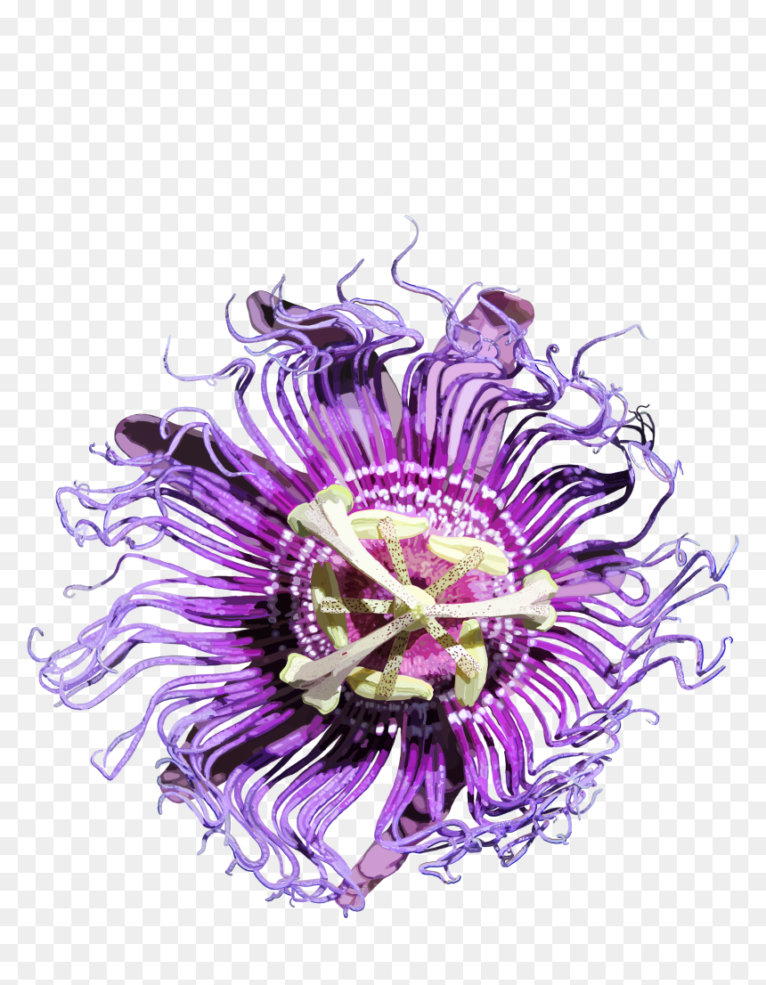 Passion Flowers Png - Passion Flower Png, Transparent Png - cute flower png
