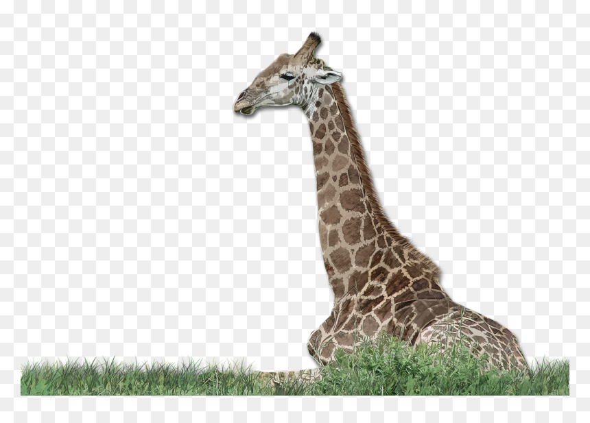 Giraffe, HD Png Download - wild grass png