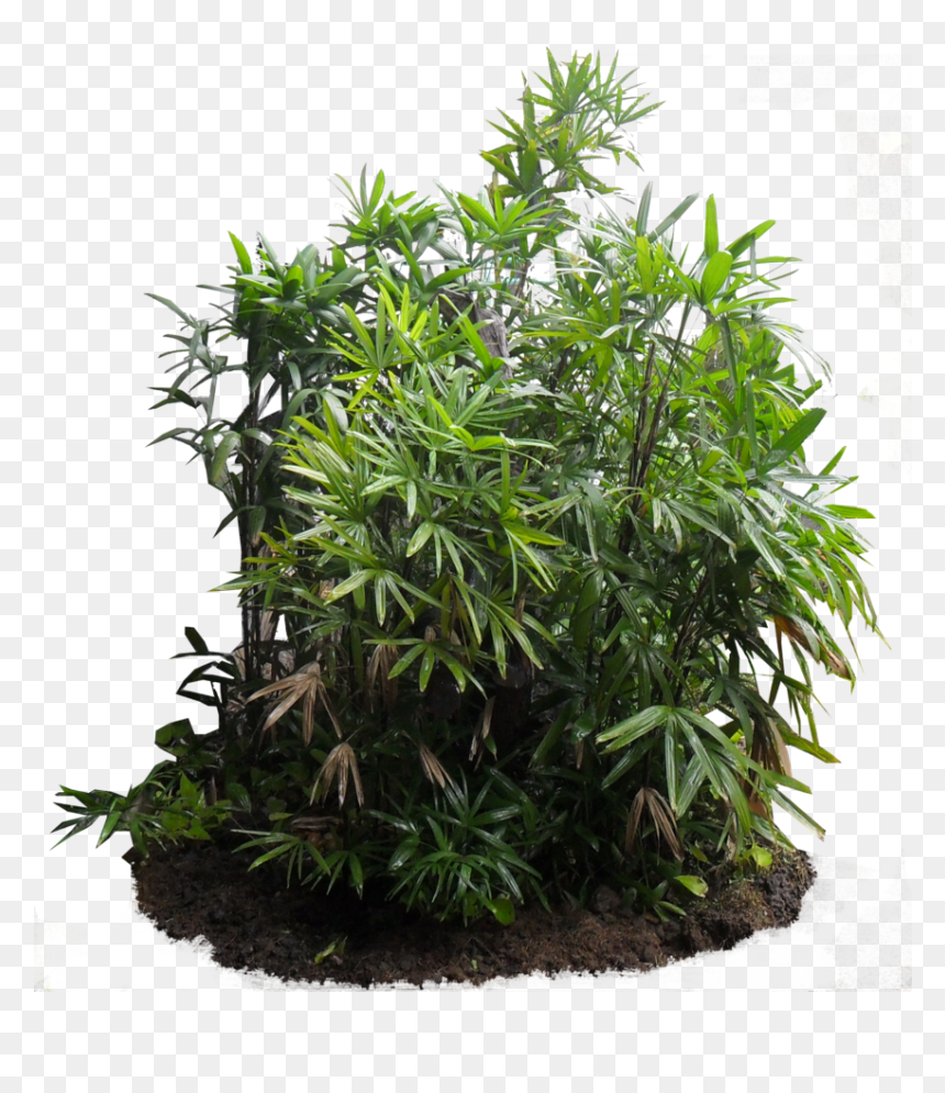 847 X 943 - Lady Palm Png, Transparent Png - wild grass png