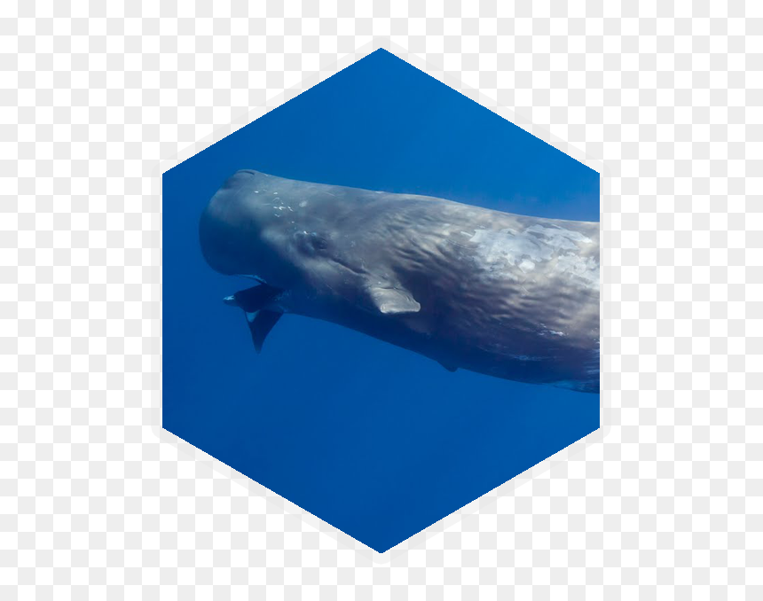 Cephalopod , Png Download - Sperm Whale, Transparent Png - sperm whale png
