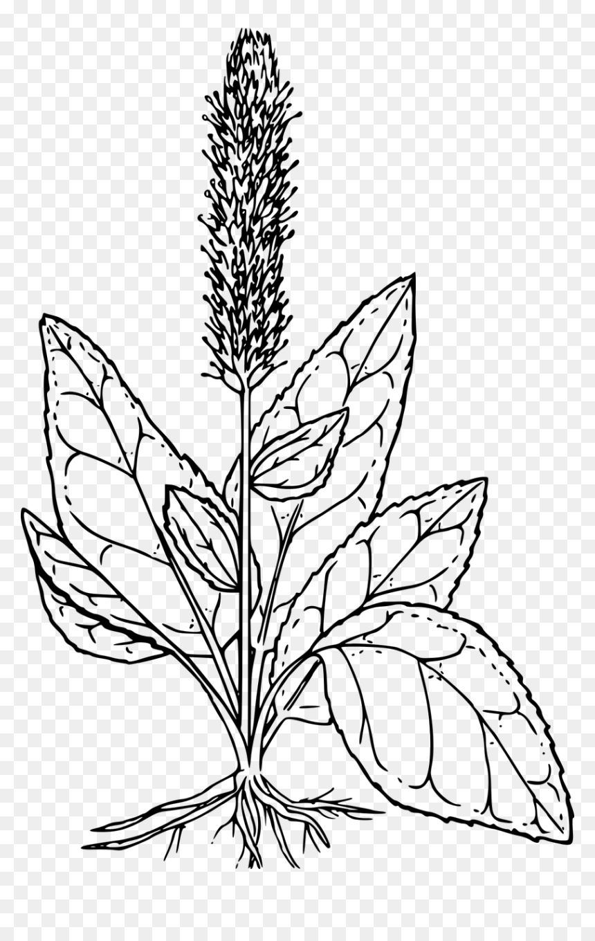 Portable Network Graphics, HD Png Download - wild grass png