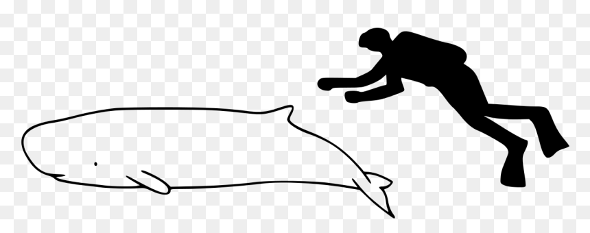Pygmy Sperm Whale Size, HD Png Download - sperm whale png