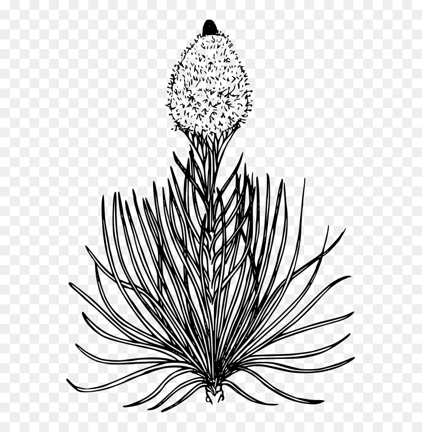 Bear Grass - Bear Grass Flower Drawing, HD Png Download - wild grass png