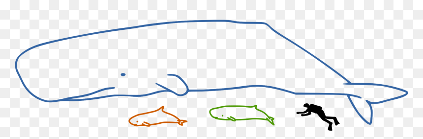 Sperm Whales Size - Dolphin, HD Png Download - sperm whale png