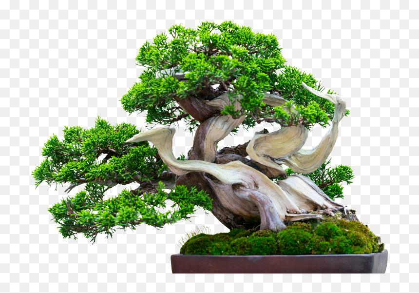 盆栽, HD Png Download - wild grass png