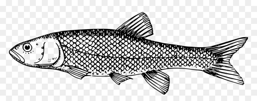Clipart Black And White Milk Fish, HD Png Download - fish scales png