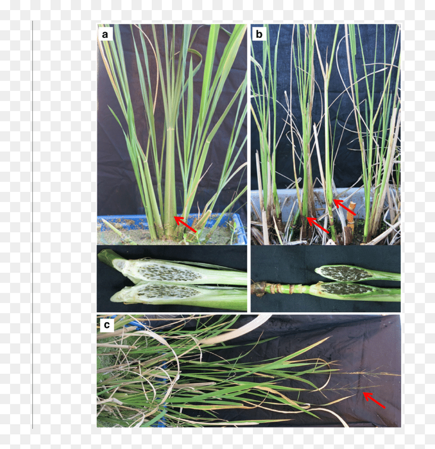 Hierochloe, HD Png Download - wild grass png