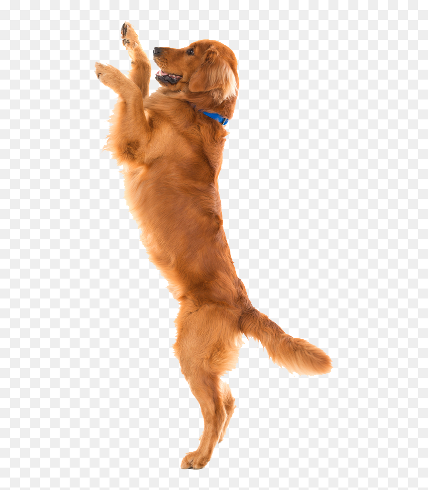 Dog Toys Pet Shop Flirt Pole - Golden Retriever On Hind Legs, HD Png Download - dog toys png