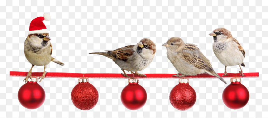 Peacham Corner Guild Annual Christmas Show - Christmas Sparrows, HD Png Download - christmas corner png
