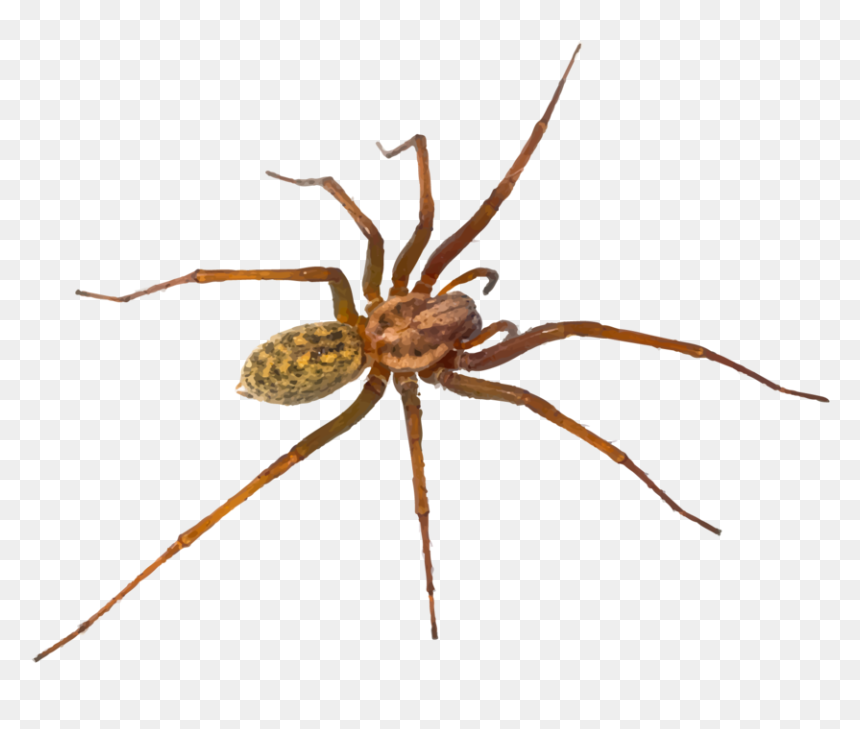 Hr Spiders - Araignée Poilu, HD Png Download - transparent spider png