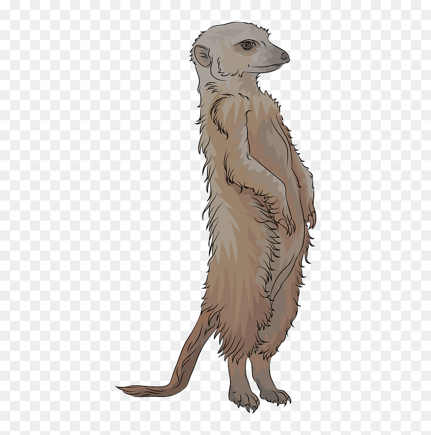 Meerkat Clipart - Punxsutawney Phil, HD Png Download - meerkat png