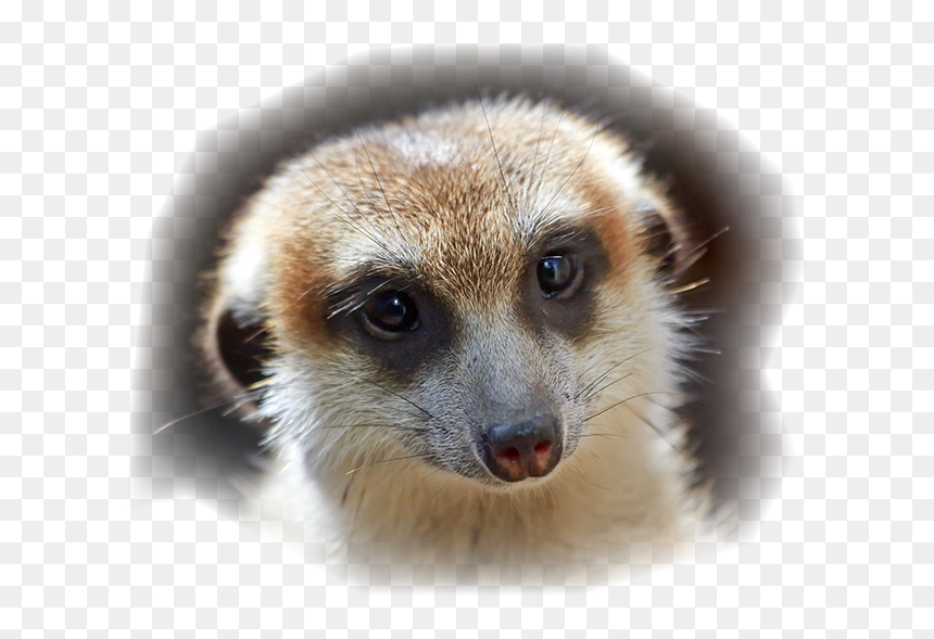 Meerkat With Speecu Bubbles Making False Statement - Png Download Transparent Png Meerkat Png, Png Download - meerkat png