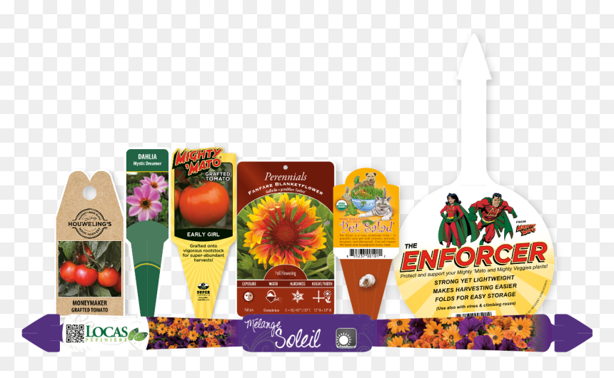 Common Zinnia, HD Png Download - label shapes png