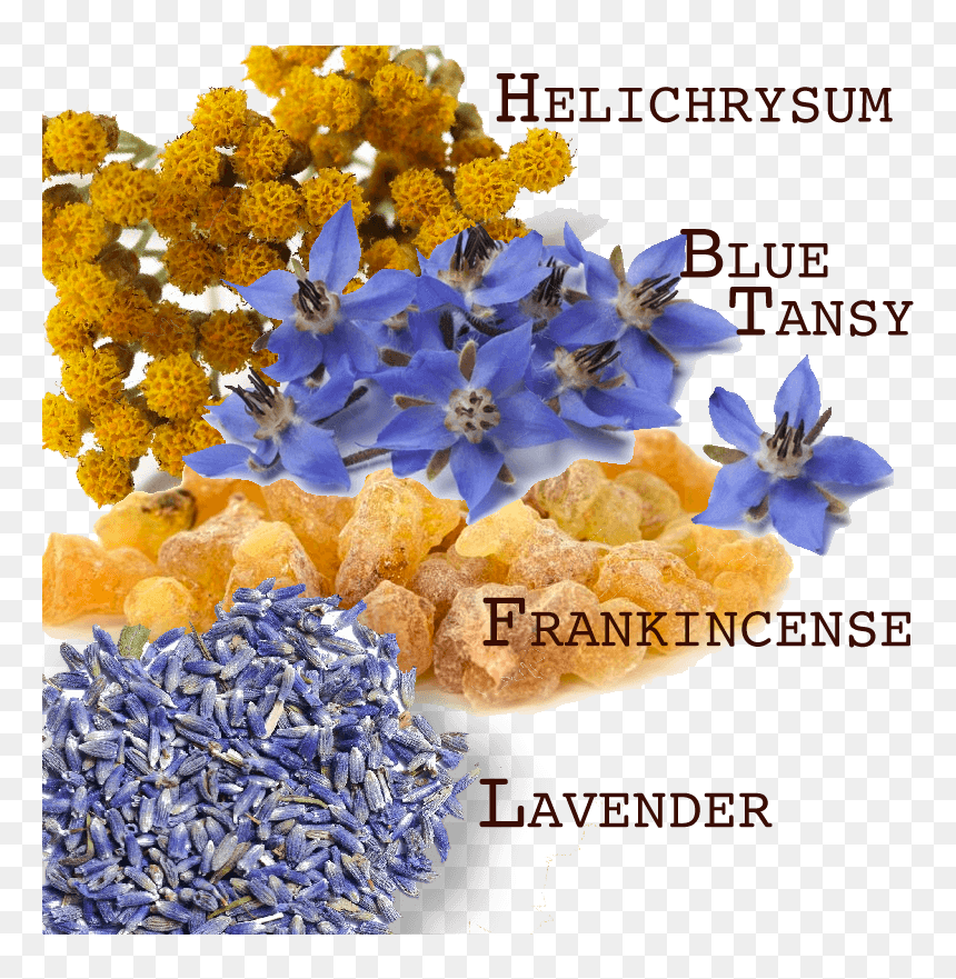 Bruise Blend Essential Oils - Bouquet, HD Png Download - essential oils png