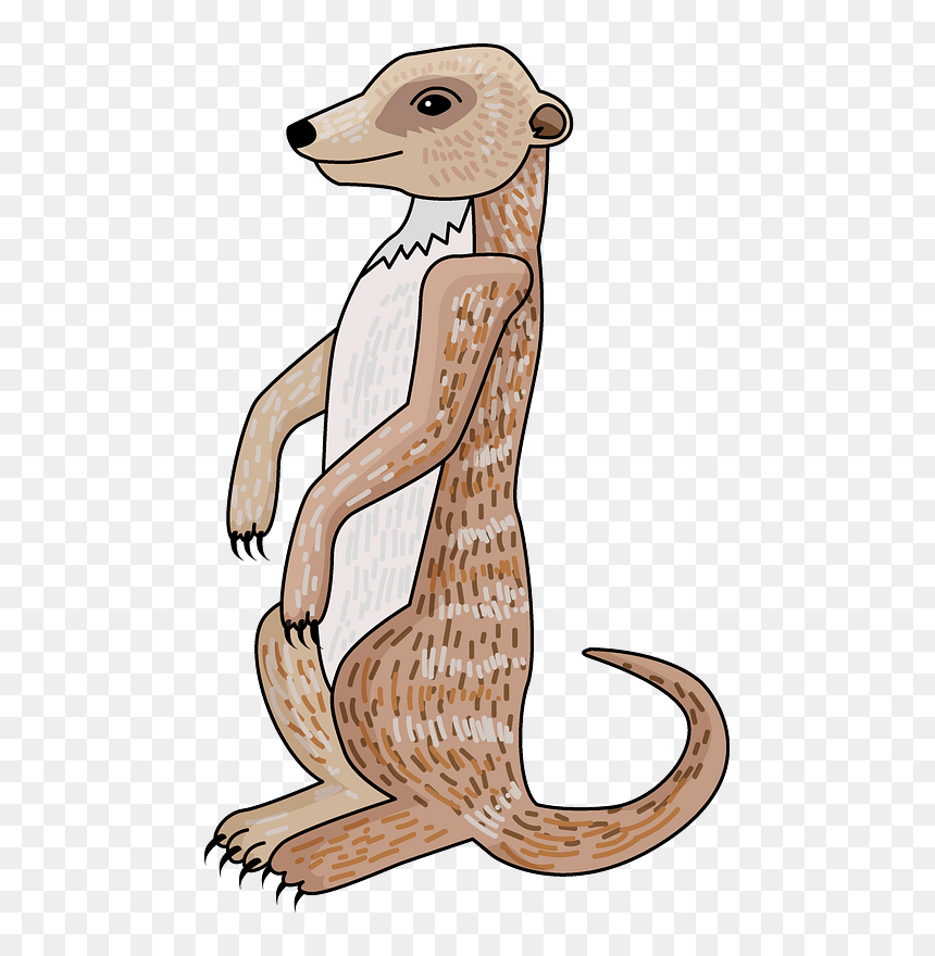 Meerkat Clipart - Illustration, HD Png Download - meerkat png
