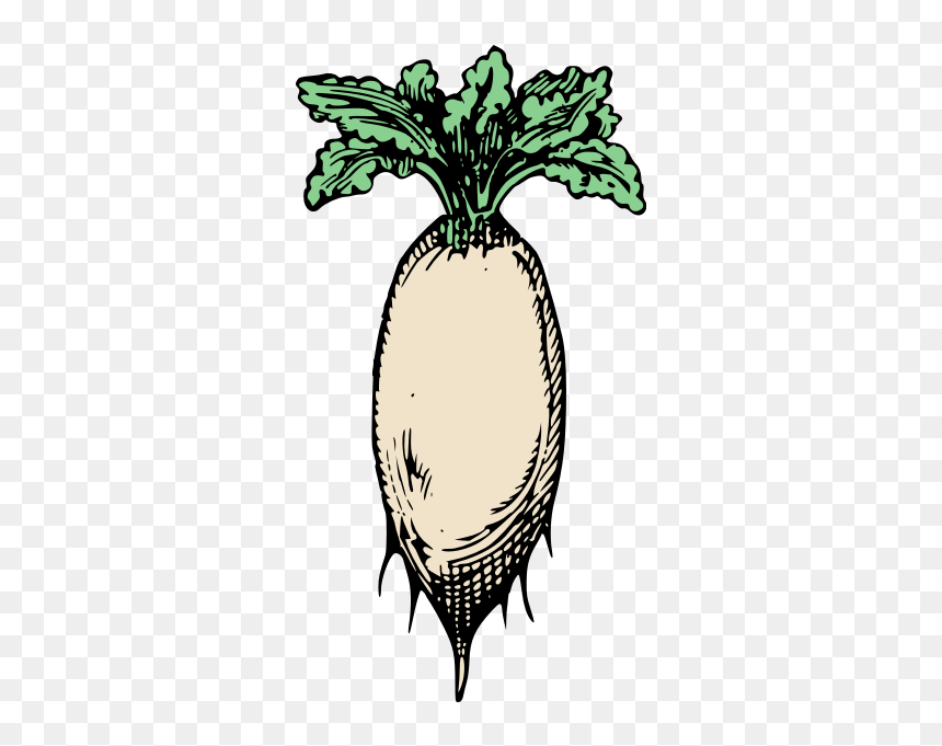Simple Raddish Vector Image - Clip Art, HD Png Download - food vector png