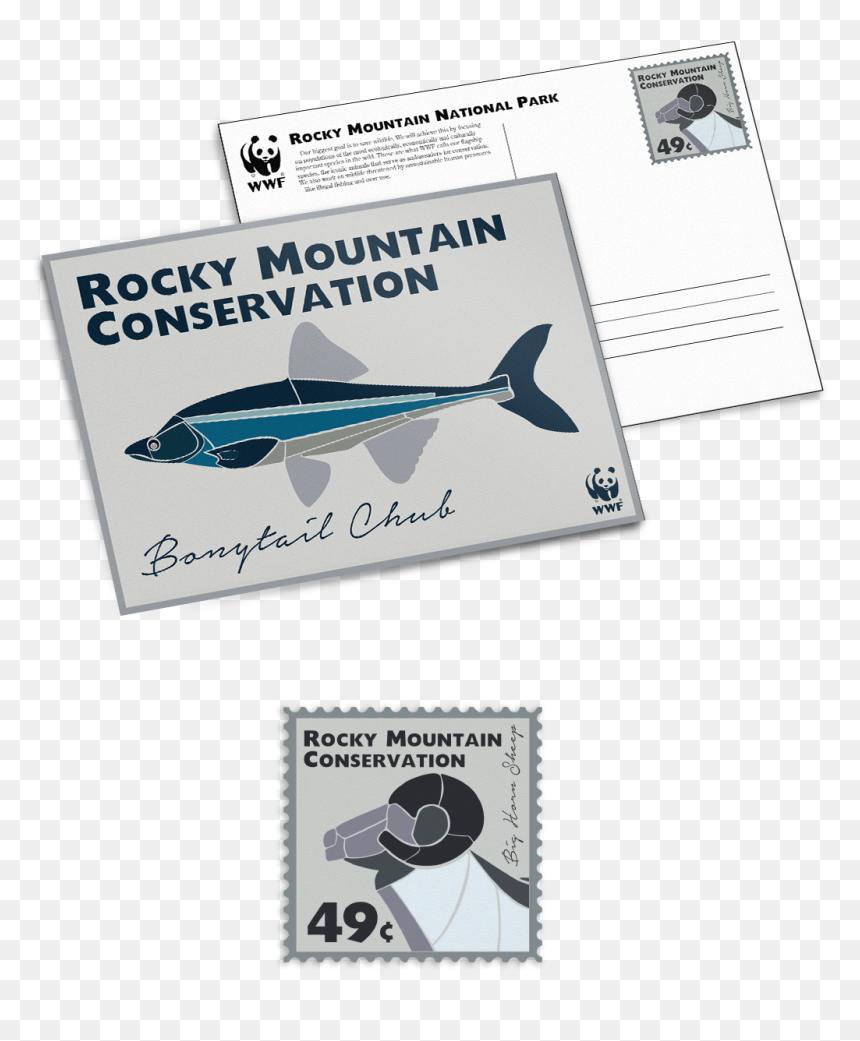 Pacific Sturgeon, HD Png Download - postcard stamp png