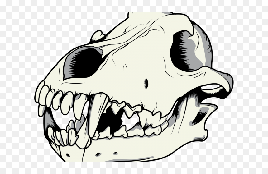 Mouth Clipart Wolf - Dog Skull Drawing, HD Png Download - dinosaur skull png